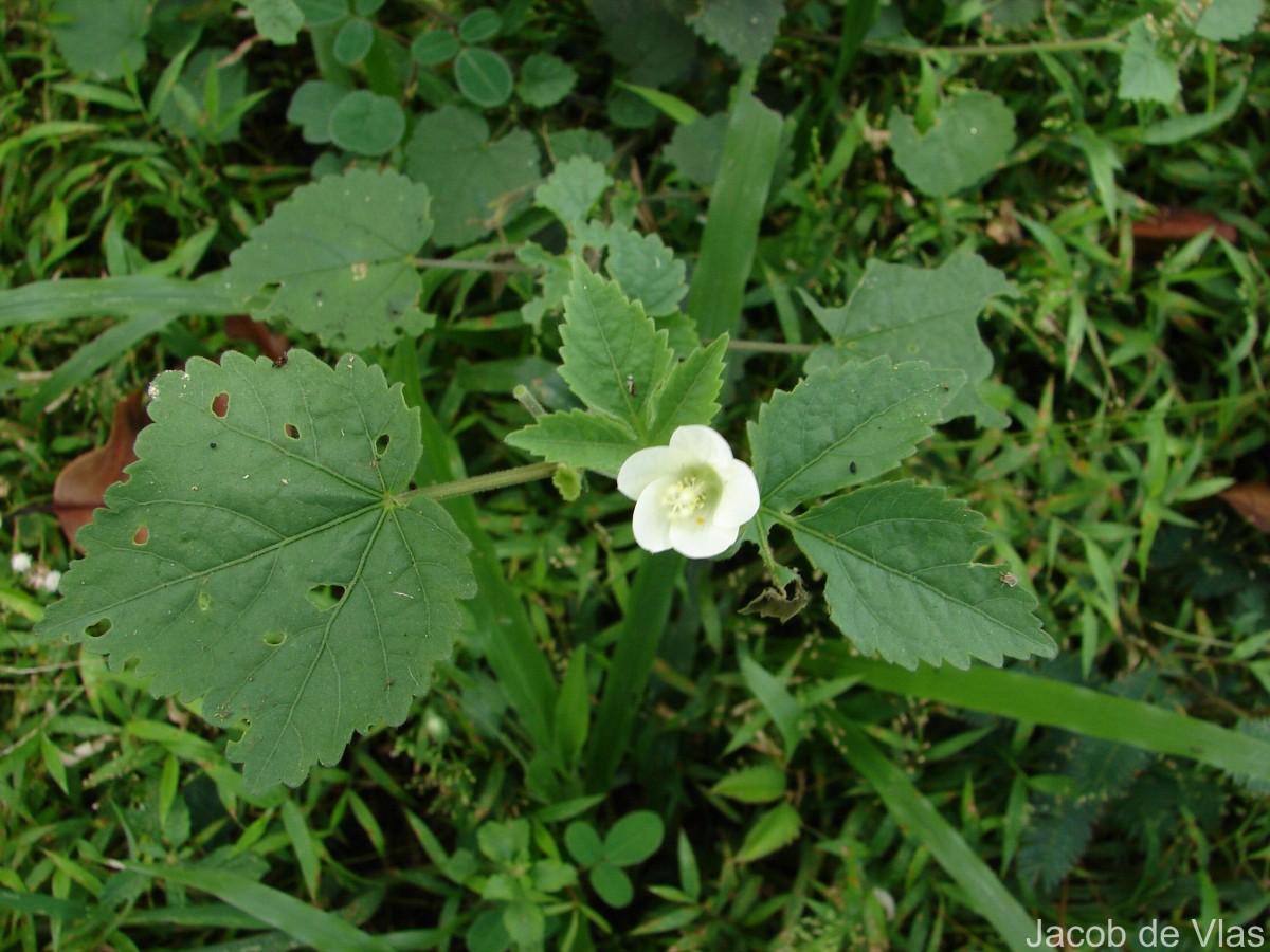 Hibiscus lobatus (Murray) Kuntze